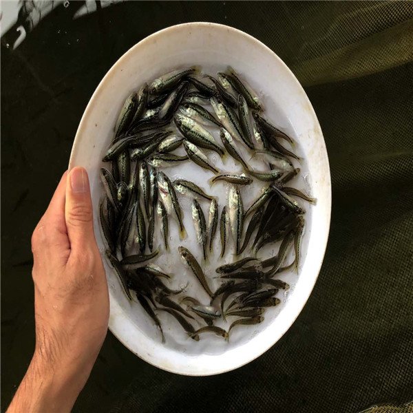 阳江淡水鲈鱼苗鲜活水产型 买就送 哪里有加州鲈鱼苗
