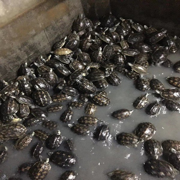 乌龟苗养殖场 小龟苗 宠物水龟苗 将军水产